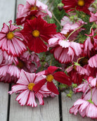 Cosmos Velouette snittblomst med lekker fargeblanding