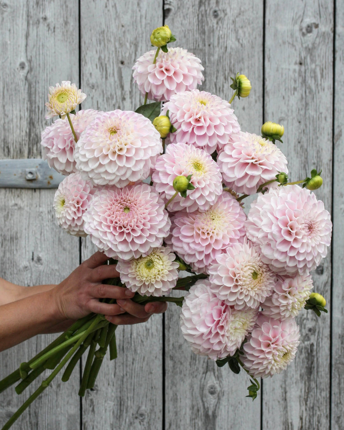 Georgine Opal - lys blushrosa ballgeorgine med kremhvitt senter og tett fylte blomster
