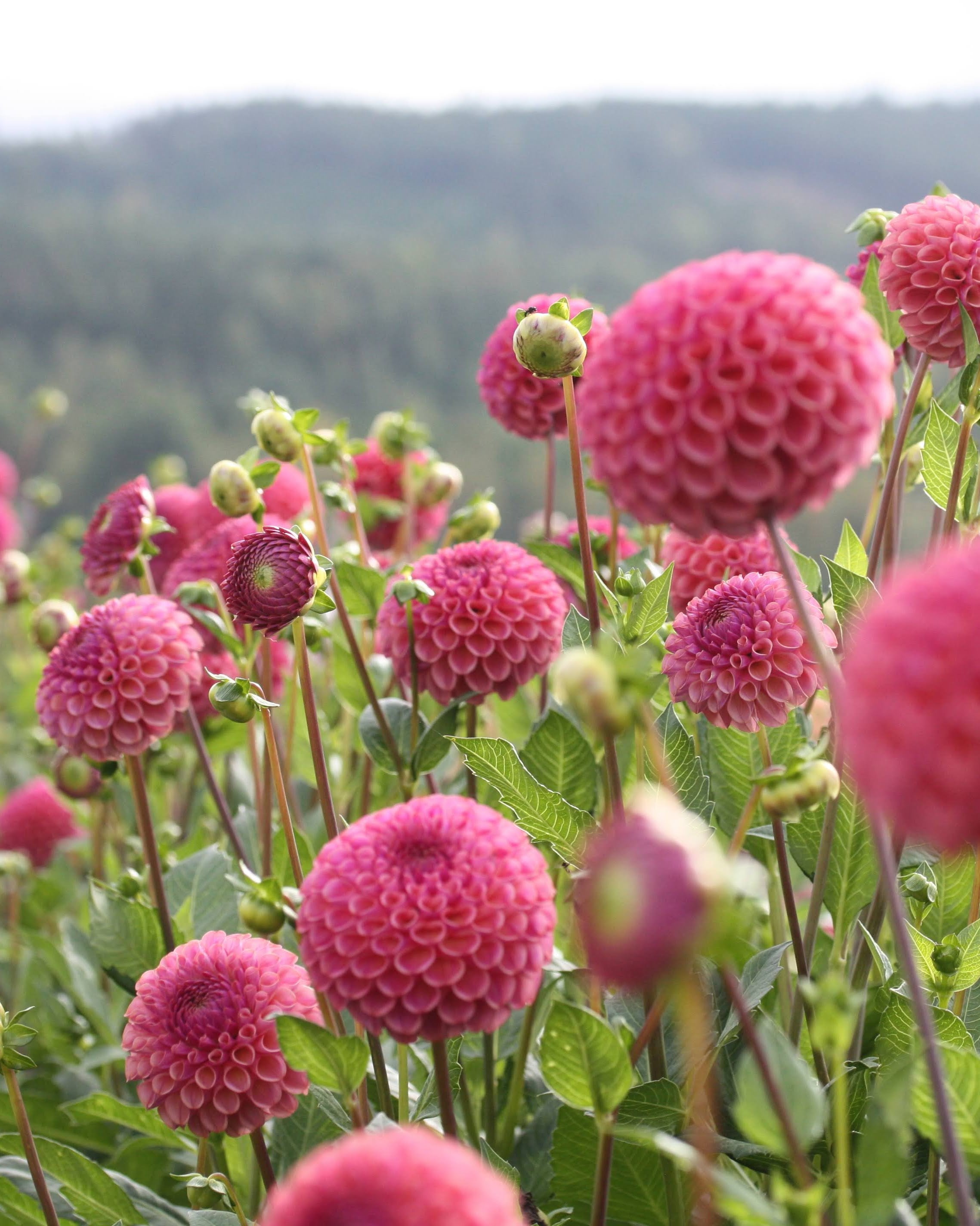 Caitlins Joy georgine - detaljbilde av blomstens form og kronblader