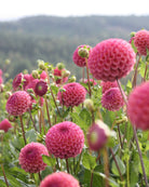 Caitlins Joy georgine - detaljbilde av blomstens form og kronblader