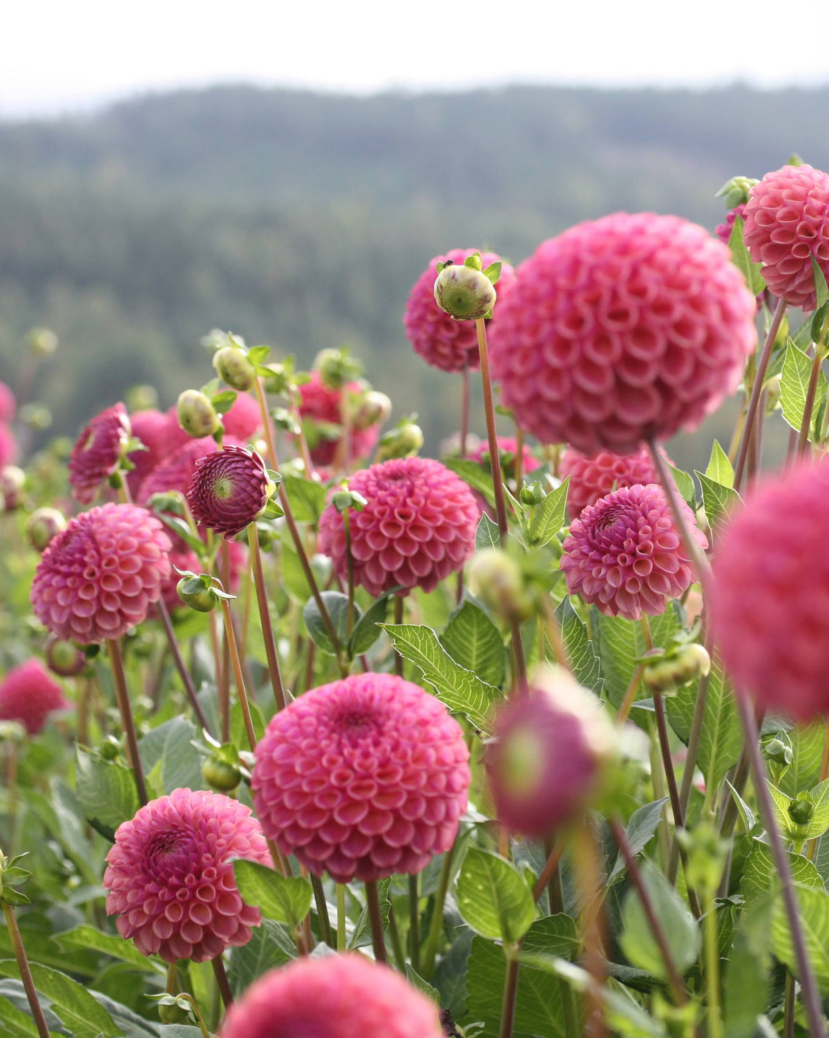 Caitlins Joy georgine - detaljbilde av blomstens form og kronblader
