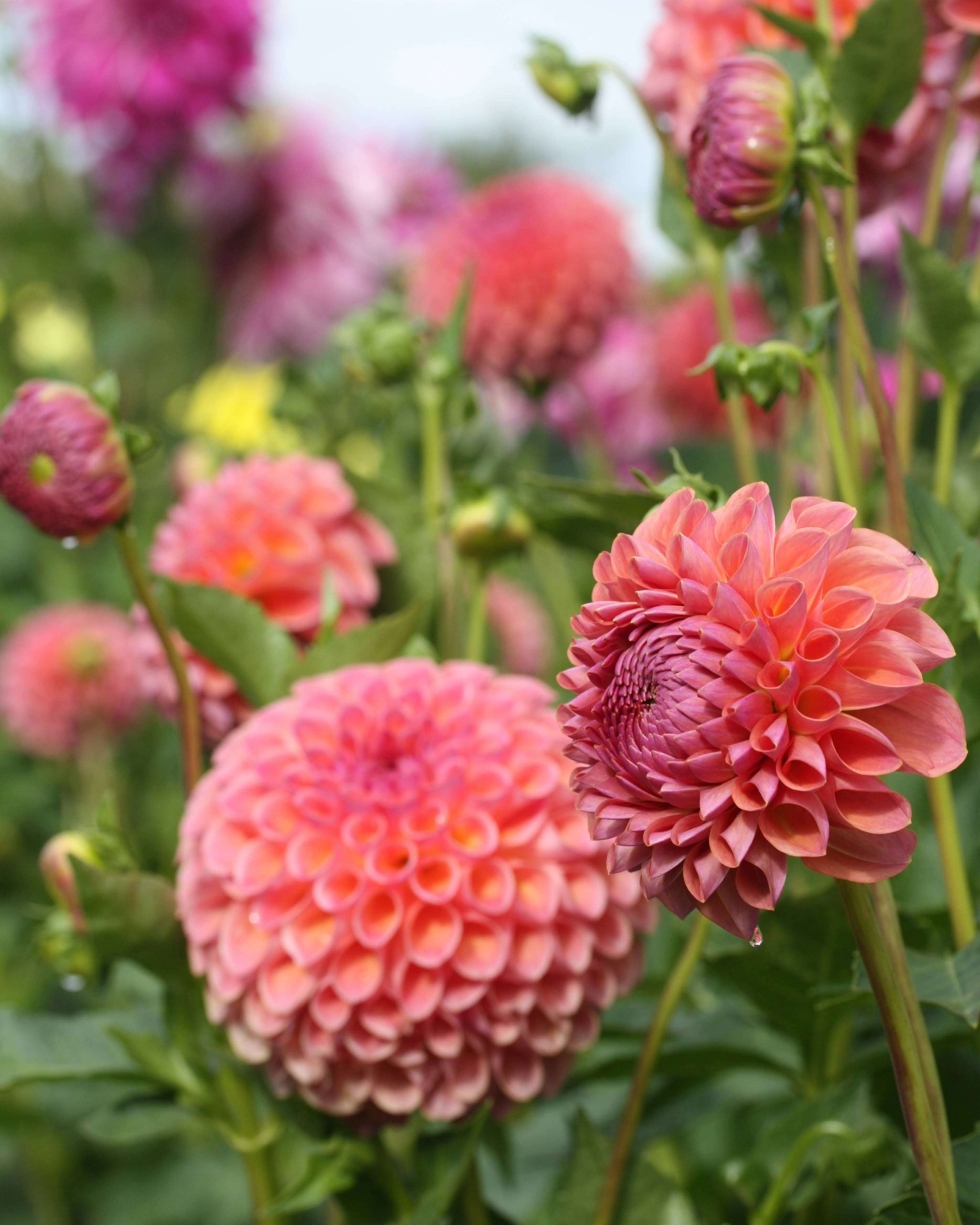 Georgine Hapet Coppery med kobberfarget blomst i hagen