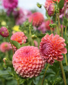 Georgine Hapet Coppery med kobberfarget blomst i hagen