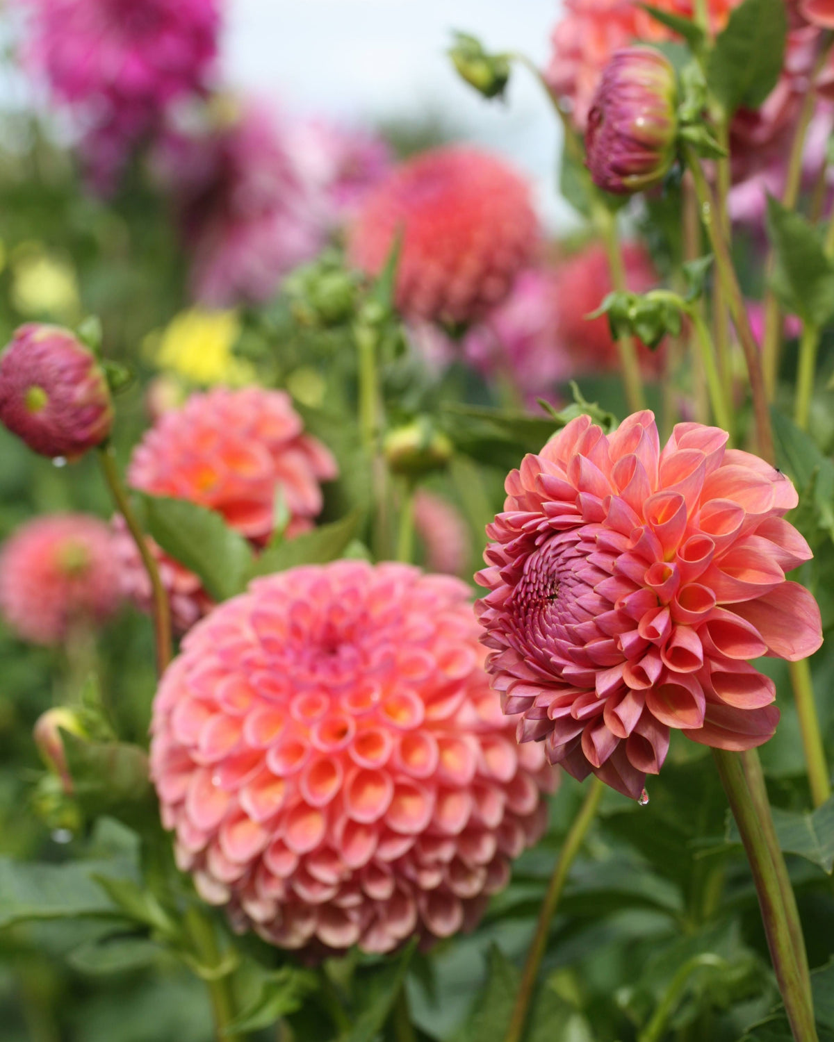 Georgine Hapet Coppery med kobberfarget blomst i hagen