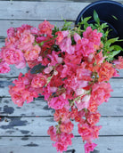 Løvemunn Madam Butterfly Cherry Bronze - blomstrende plante i hagen med dype røde blomster