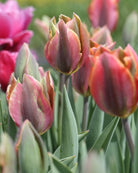 Tulipan Artist – halvåpen blomst med fargespill i fersken, gammelrosa og olivengrønt