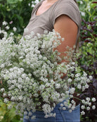 Ammi majus Queen of Africa i hagen med flere blomsterskjermer