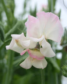 Erteblomst High Society i hagen med rosa og hvite blomster