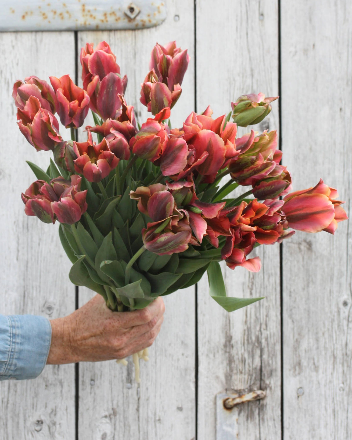 Tulipan Artist – sterk stengel med blomst i sen tulipansesong