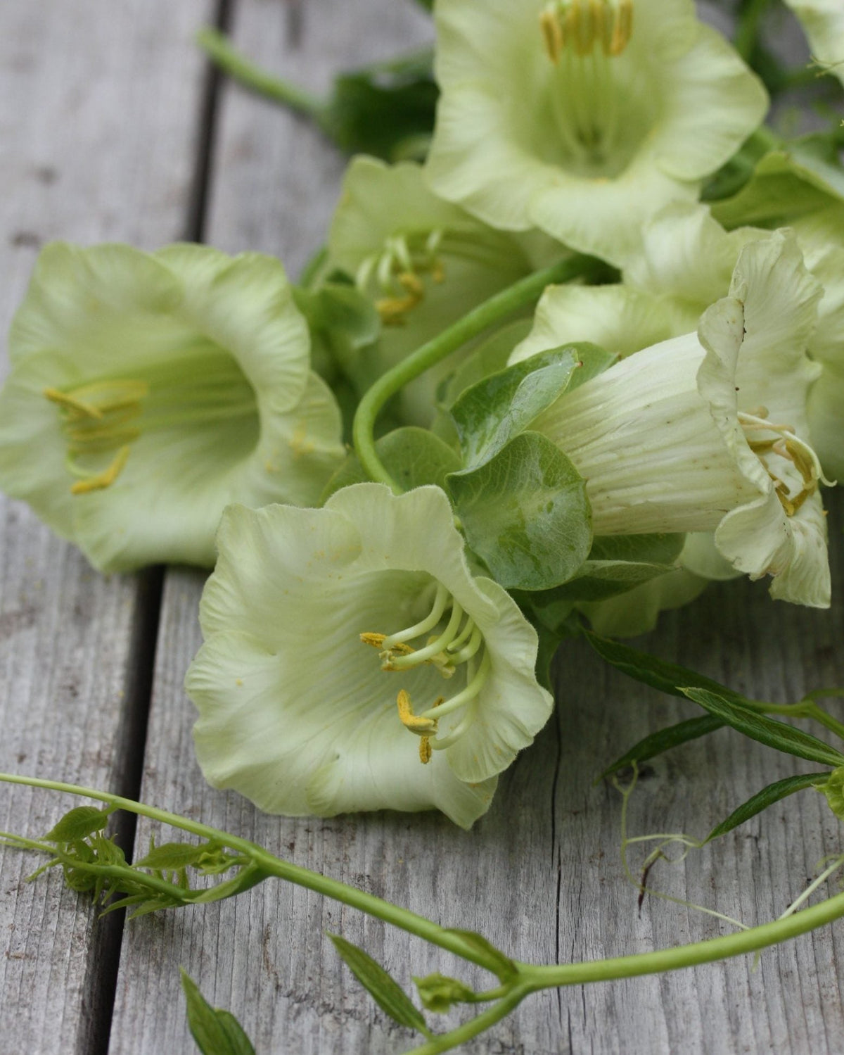 Nærbilde av Klokkeranke Hvit blomst med elegante hvite kronblad