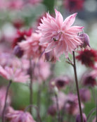 Akeleie Rose Barlow med doble rosa blomster i full blomstring