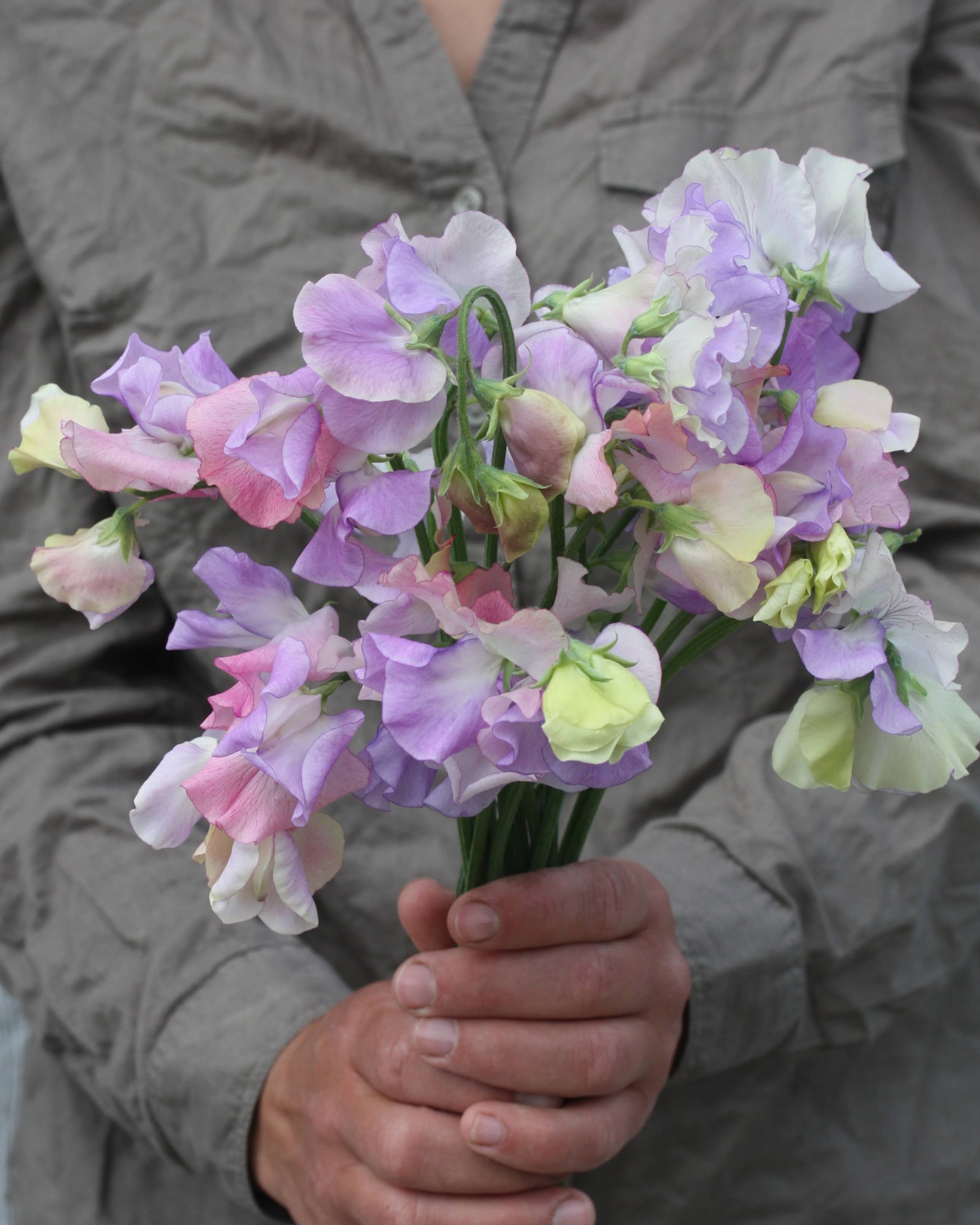 Erteblomst Enchantè med trefarget blomst i rosa, lysfiolett og krem