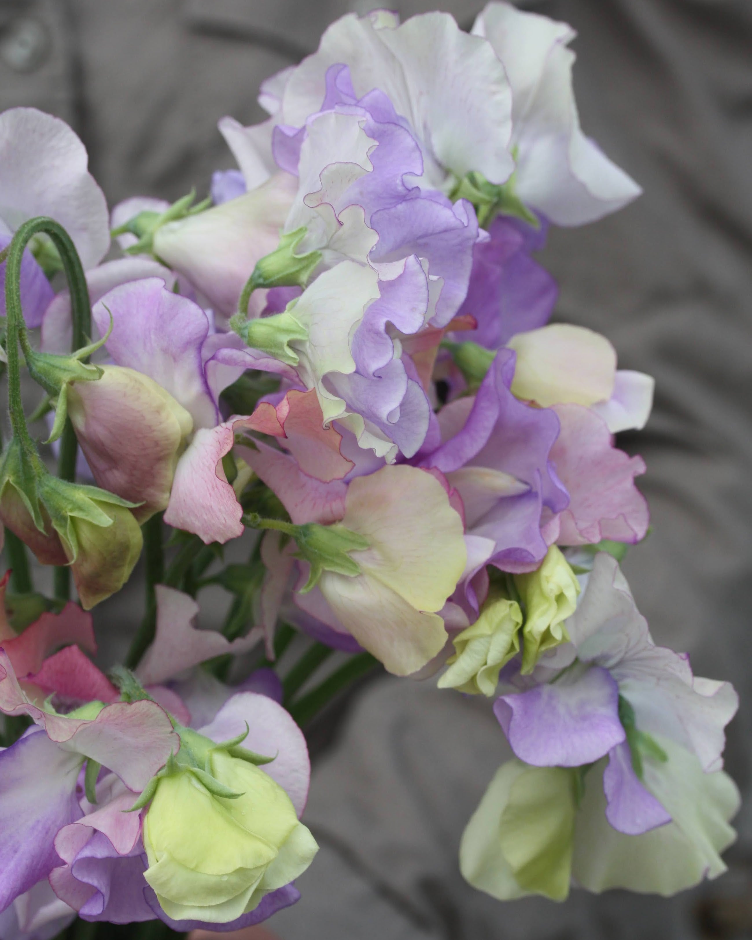 Erteblomst Enchantè som snittblomst med rosa, lysfiolett og krem nyanser