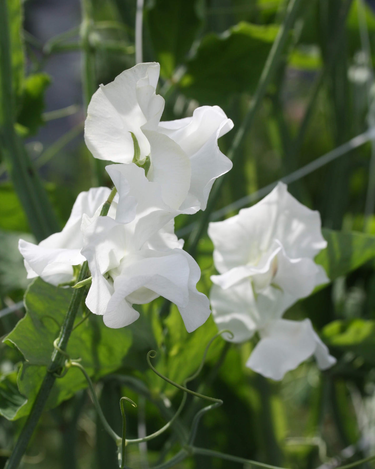 Erteblomst Polar Star med store rene hvite blomster