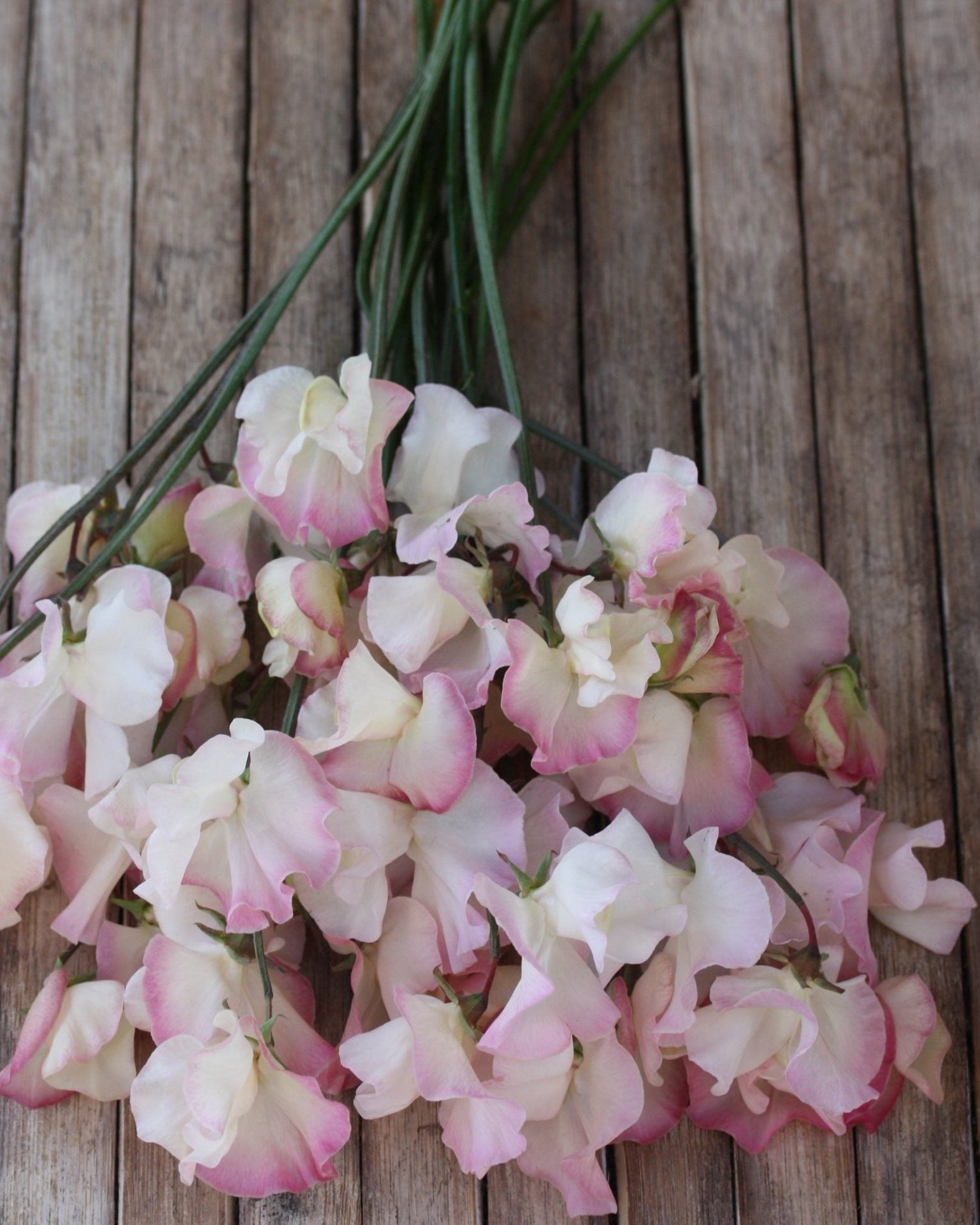 Nærbilde av Erteblomst Mollie Rilstone - duftende rosa erteblomst perfekt til bryllup