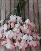 Nærbilde av Erteblomst Mollie Rilstone - duftende rosa erteblomst perfekt til bryllup