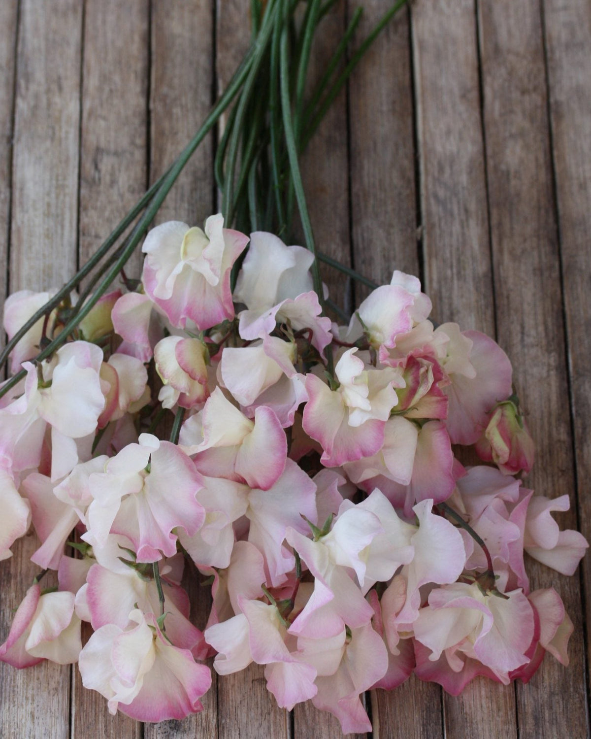 Nærbilde av Erteblomst Mollie Rilstone - duftende rosa erteblomst perfekt til bryllup