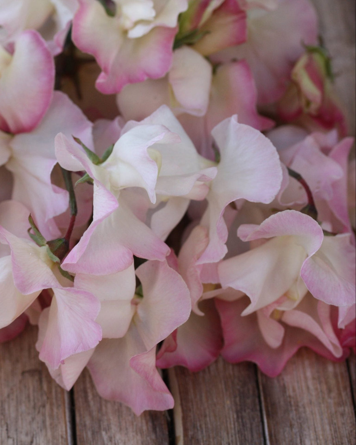 Erteblomst Mollie Rilstone som snittblomst med lange stengler