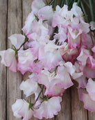 Erteblomst Anniversary som snittblomst med lange stengler