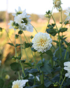 Georgine Platinum Blonde - Kremhvit georgine med karakteristisk anemoneblomstring