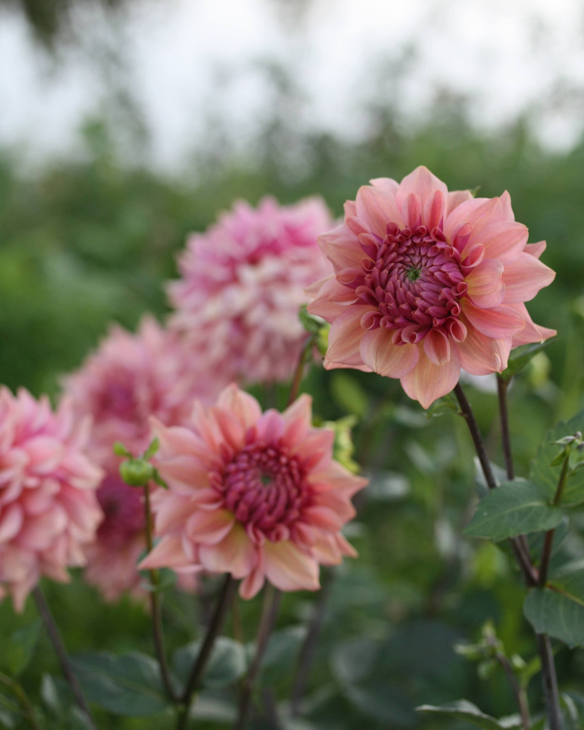 Georgine La Belle Epoque i full blomst med rosa-lilla nymfeform