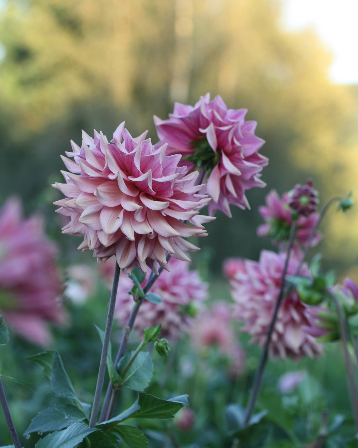 La Belle Epoque nymfegeorgine med karakteristisk antikkrosa blomst
