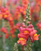 Løvemunn Potomac Dark Orange – dyp oransje snittblomst med rusttoner