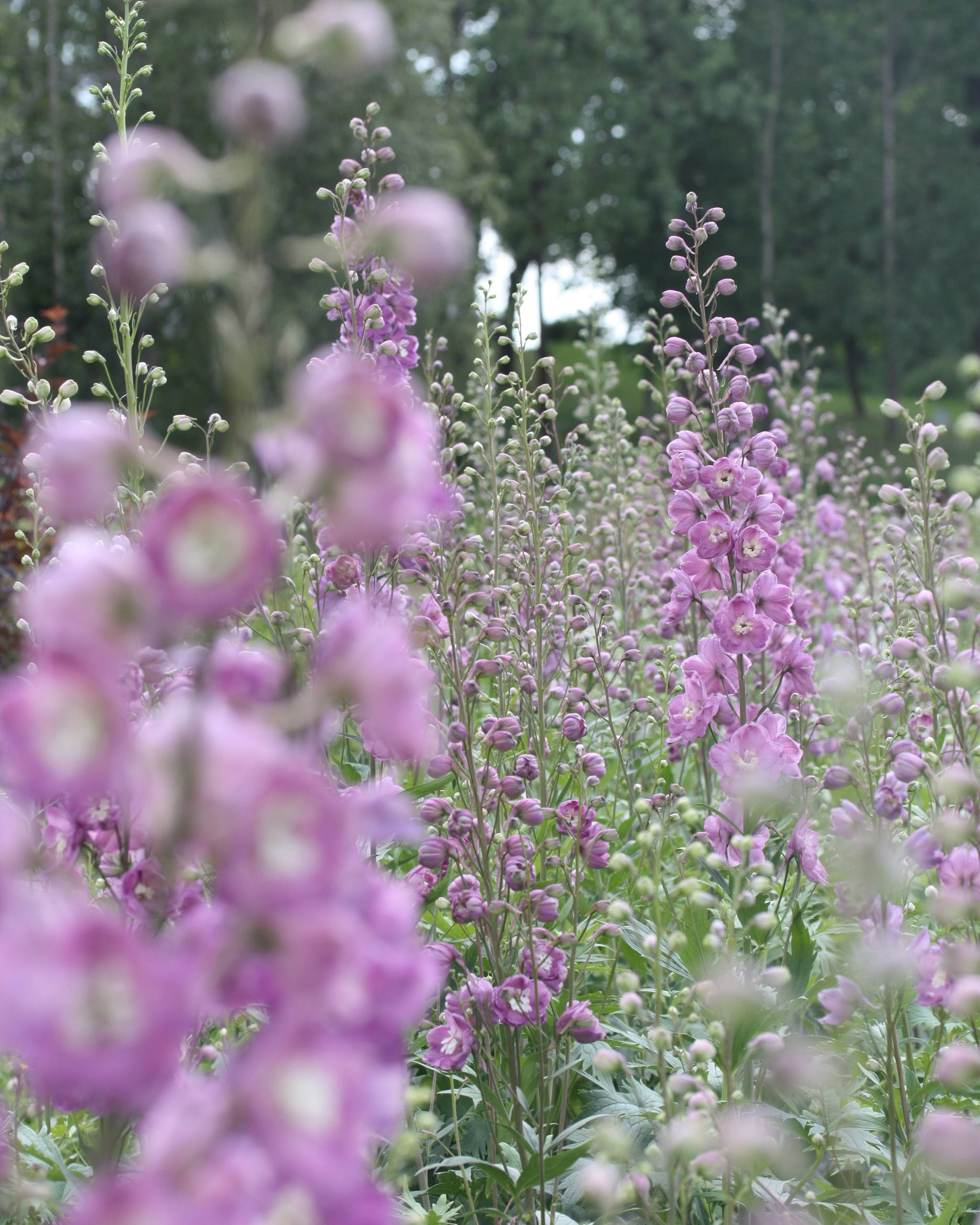 Ridderspore Astolat plante med kraftige stengler og rosa blomster i hagen