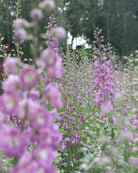 Ridderspore Astolat plante med kraftige stengler og rosa blomster i hagen