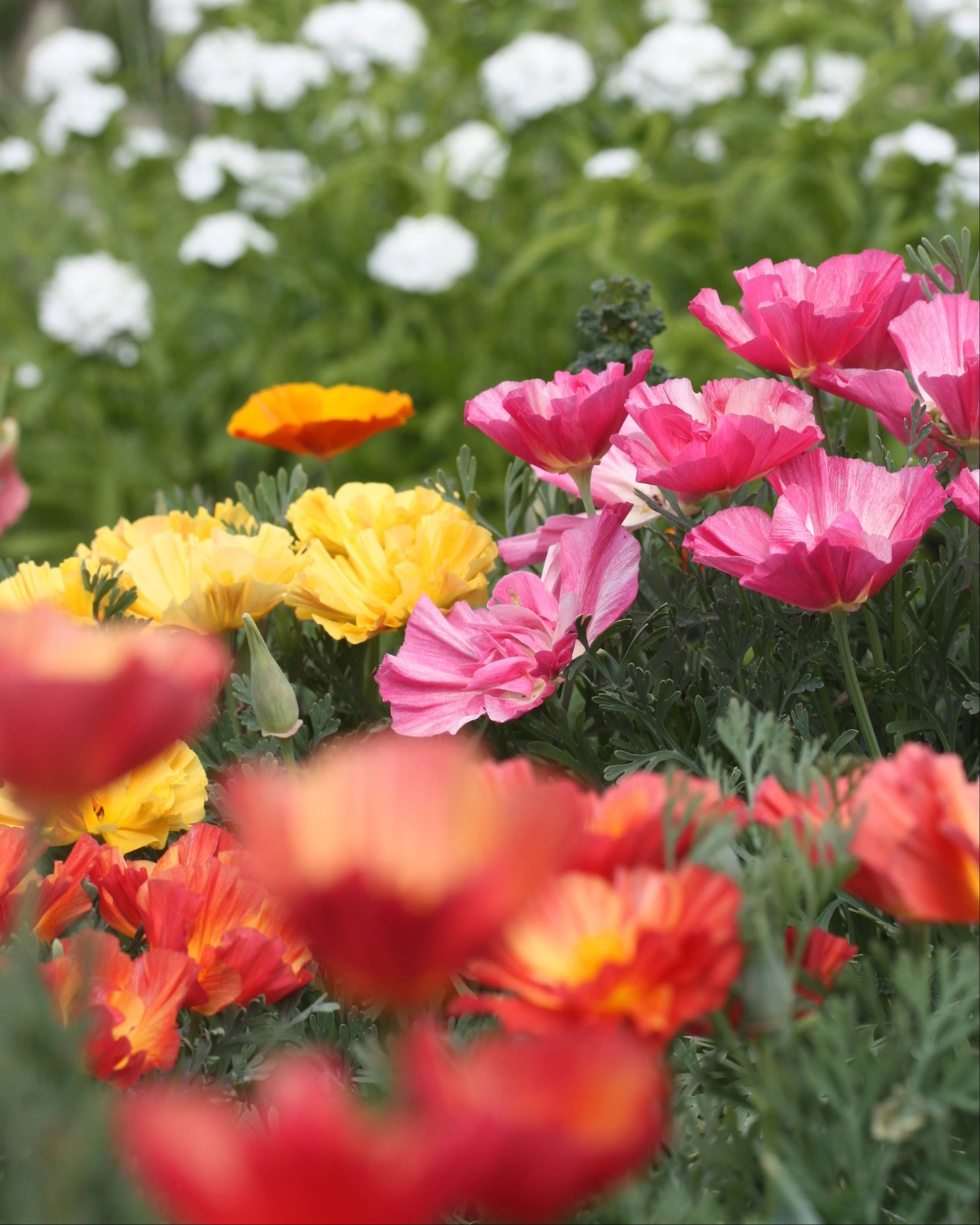 Kaliforniavalmue Jelly Beans – kompakt blomsterplante på 30 cm med rik blomstring