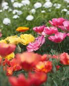 Kaliforniavalmue Jelly Beans – kompakt blomsterplante på 30 cm med rik blomstring