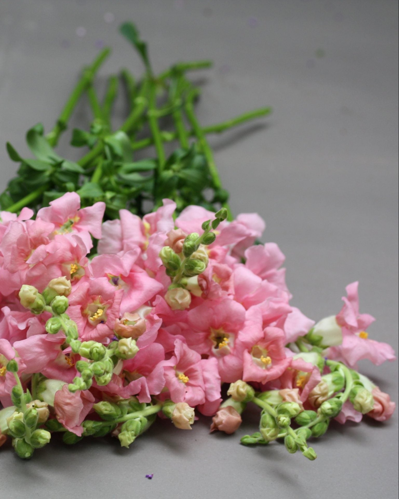 Løvemunn Chantilly Light Pink - detalj av blomsterstengel med pastellrosa blomster