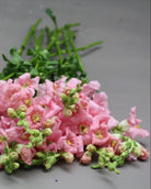 Løvemunn Chantilly Light Pink - detalj av blomsterstengel med pastellrosa blomster