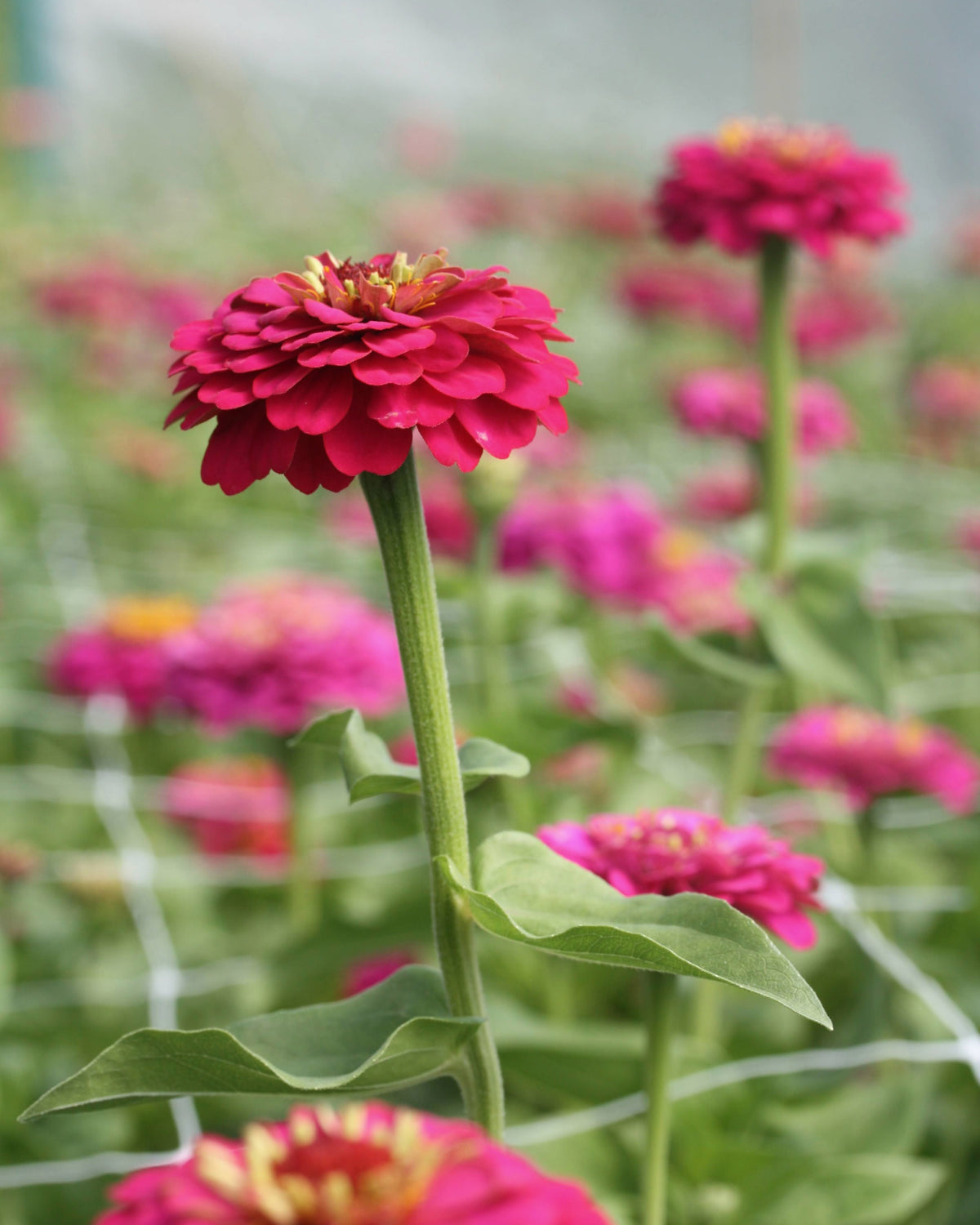 Zinnia Oklahoma Carmine ettårig sommerblomst - lett å dyrke fra frø