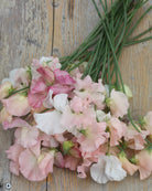 Erteblomst spring sunshine champagne med lyse, store blomster i champagnerosa
