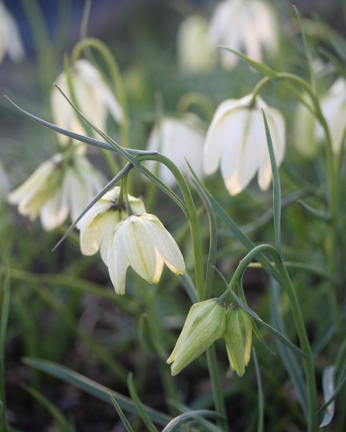 Hvit rutelilje Fritillaria meleagris Alba – liten gruppe av hvite ruteliljer i vårbed