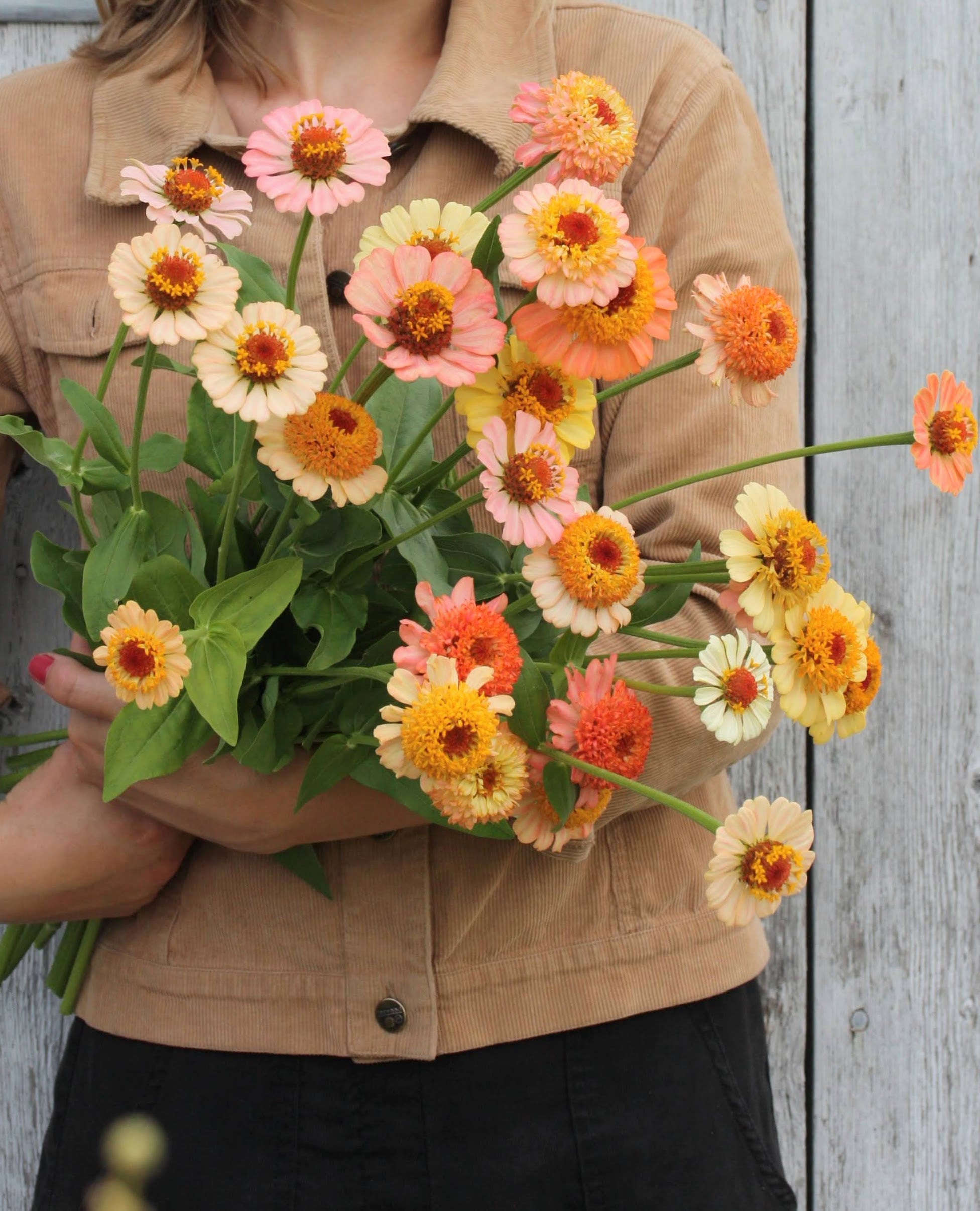 Zinnia Zinderella Peach i terracotta og fersken - perfekt som snittblomst