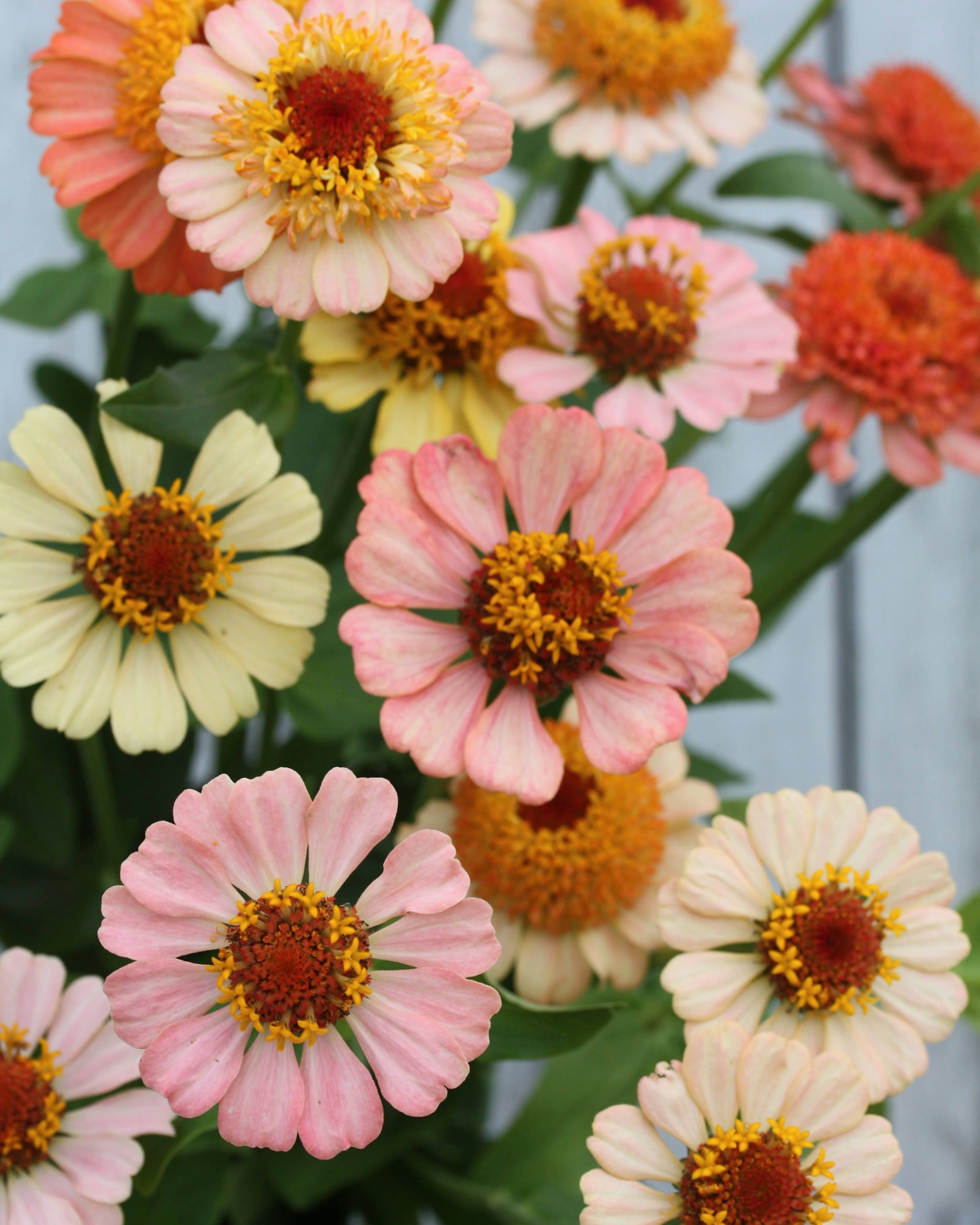 Zinnia Zinderella Peach blomster i varme fersken- og terracottatoner