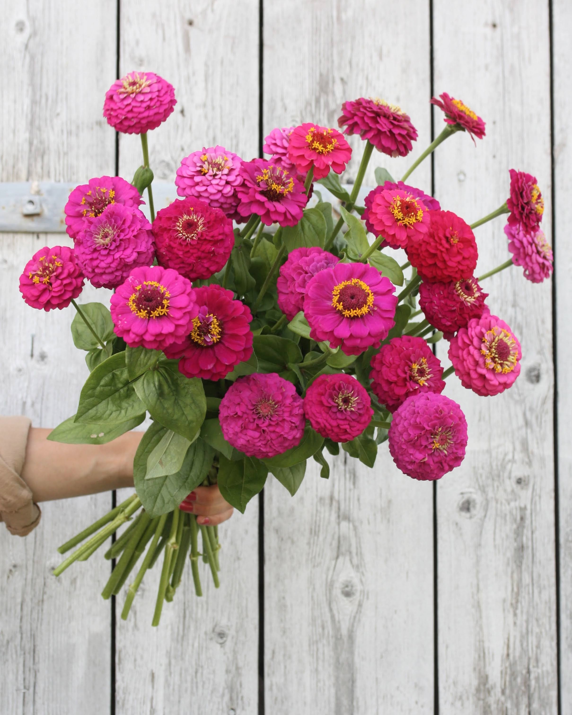 Zinnia Oklahoma Carmine karminrosa blomster - flittig blomstring hele sommeren