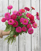 Zinnia Oklahoma Carmine karminrosa blomster - flittig blomstring hele sommeren