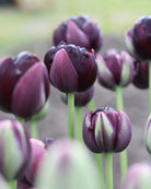 Tulipan Black Hero – lukket knopp i nesten svart, dyp burgunder