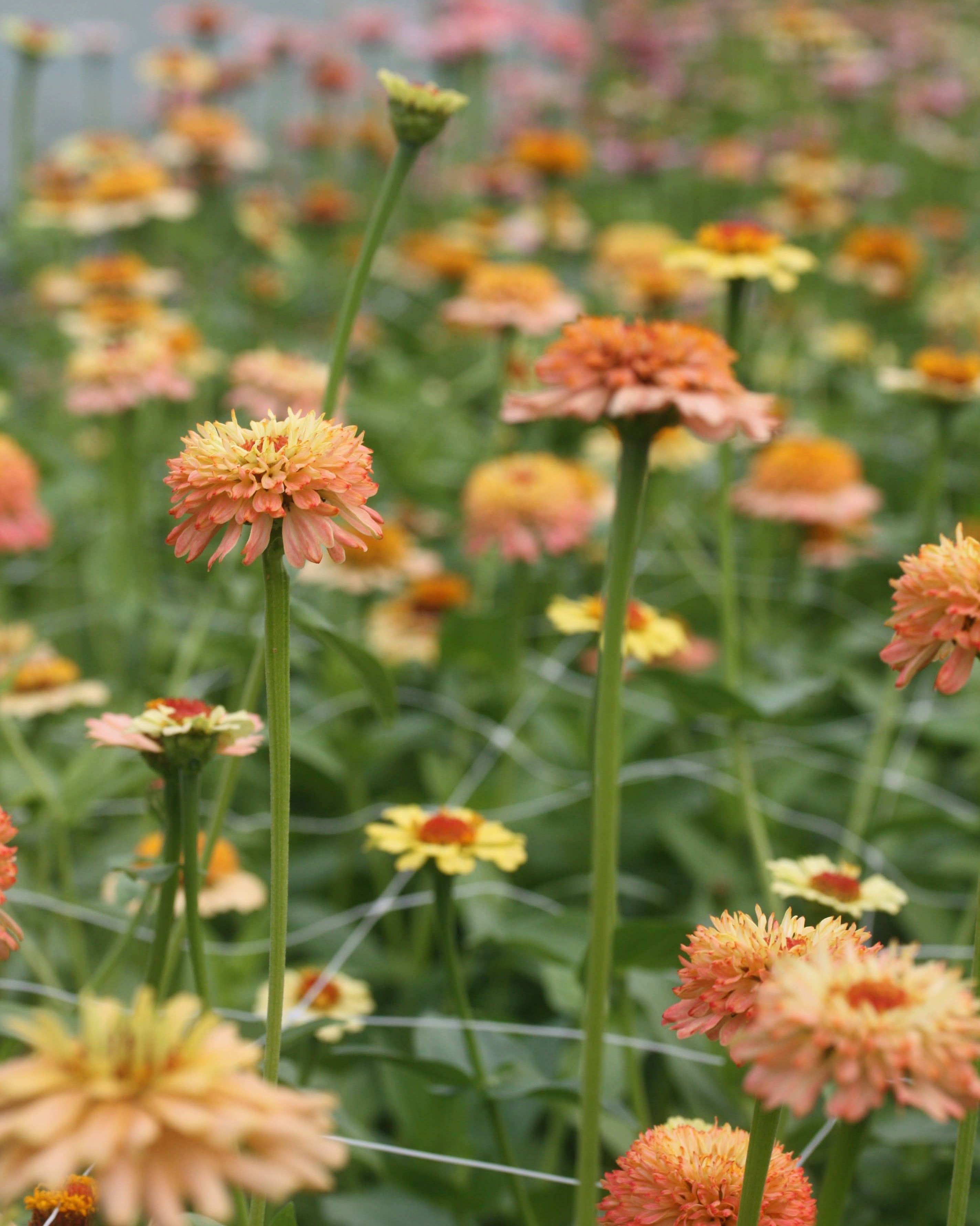 Zinnia Zinderella Peach blomster i varme laksfarger med gyllent skjær