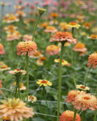 Zinnia Zinderella Peach blomster i varme laksfarger med gyllent skjær