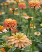 Zinnia Zinderella Peach med myke overganger mellom rosa og gyllent