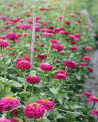 Zinnia Oklahoma Carmine med dyp karminrosa blomst - ettårig snittblomst