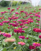 Zinnia Oklahoma Carmine i blomsterbed - kompakt zinnia med rik blomstring