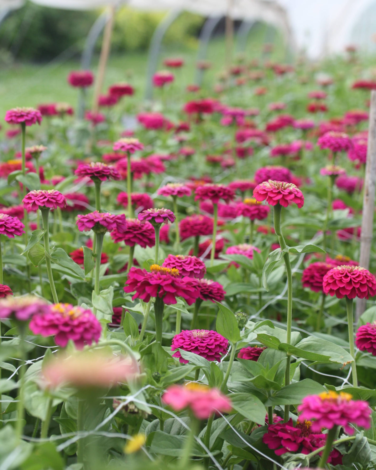 Zinnia Oklahoma Carmine i blomsterbed - kompakt zinnia med rik blomstring