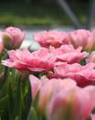 Tulipan Mariage – halvåpen fylt tulipan med tette rosafargede kronblad