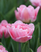 Tulipan Mariage – fullt åpen romantisk fylt blomst i myk rosa