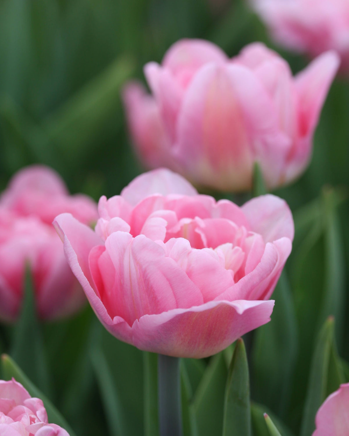 Tulipan Mariage – fullt åpen romantisk fylt blomst i myk rosa